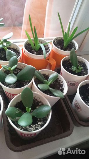 Алоэ, денежное дерево