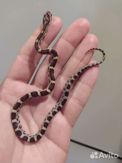 Полоз маисовый