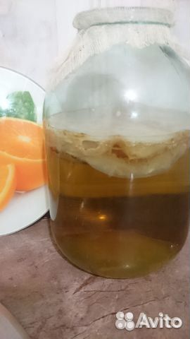 Чайный гриб