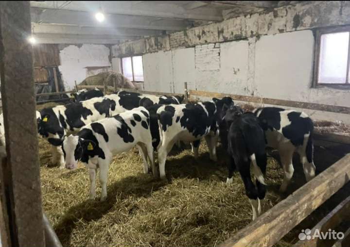 Бычки телята