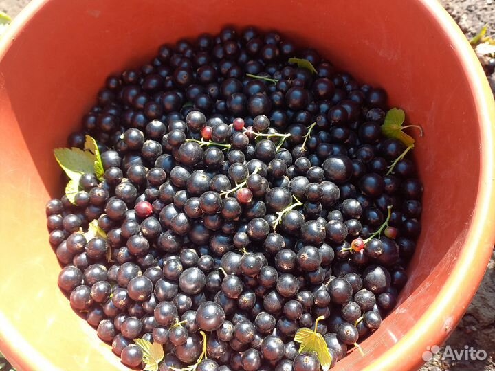 Черная смородина