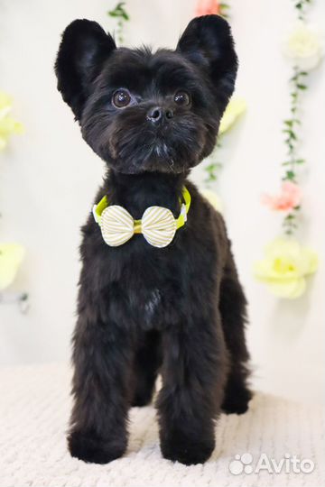 Стрижка собак и кошек. Груминг