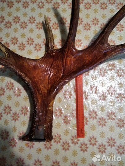 Продам Рога лося