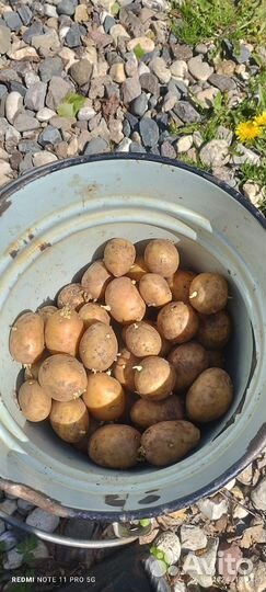 Картофель на посадку