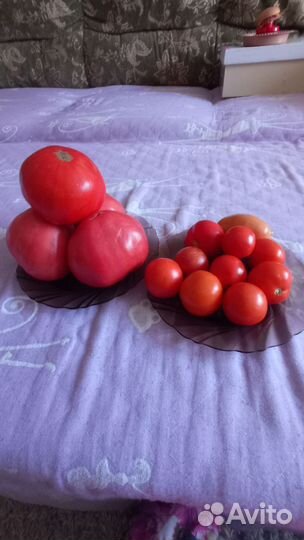 Помидоры