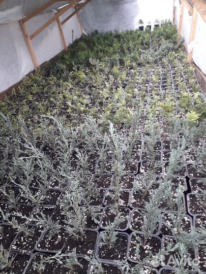 Туя смарагд