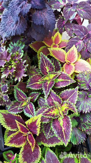 Сортовые колеусы