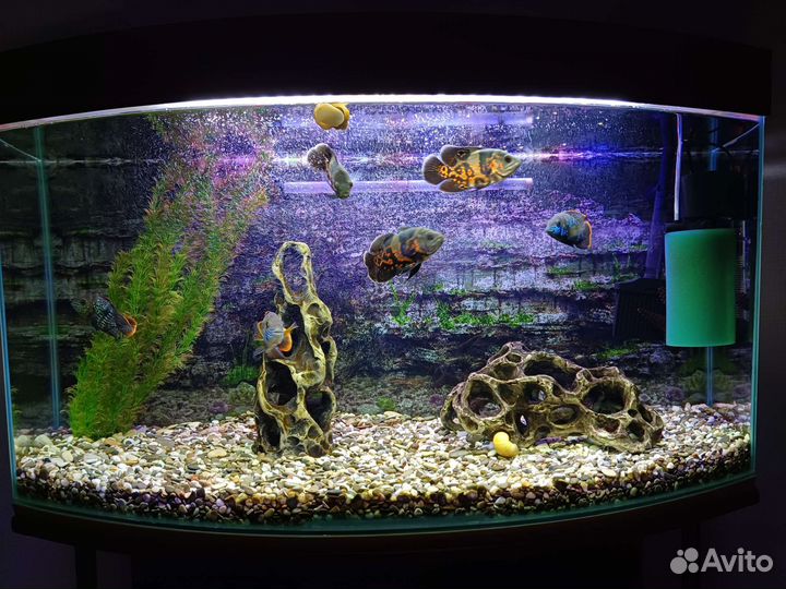 Аквариум