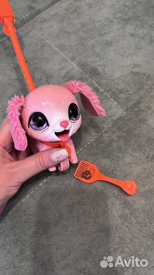 Собака на поводке