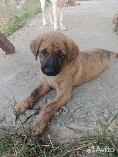 Щенок бесплатно