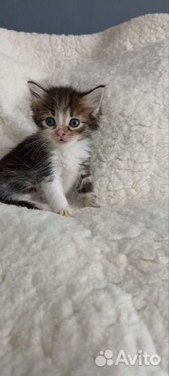 Котёнок девочка в добрые руки