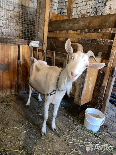 Коза дойная