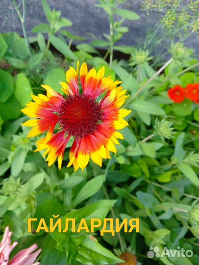 Многолетники для сада, цветы