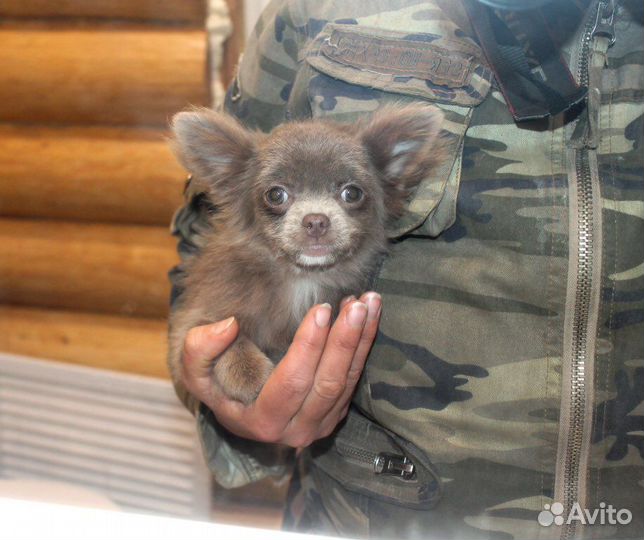 Чихуахуа Лиловая Ми-Ми