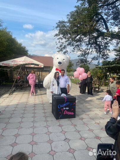 Белый мишка поздравление/гендер пати под ключ