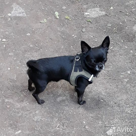 Вязка чихуахуа