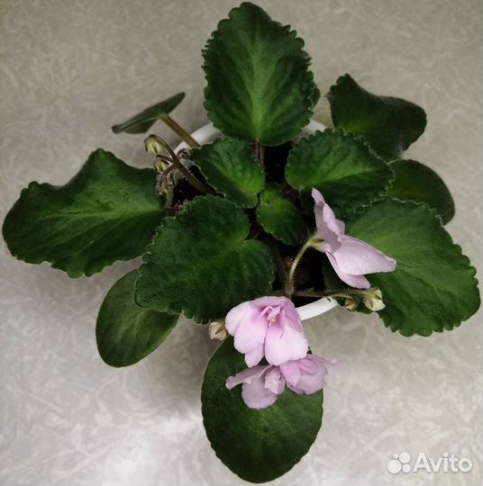 Фиалка цветущая