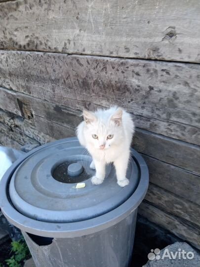 Прадам маленького котёнка