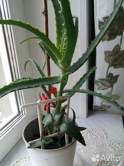 Алоэ/ коланхоэ