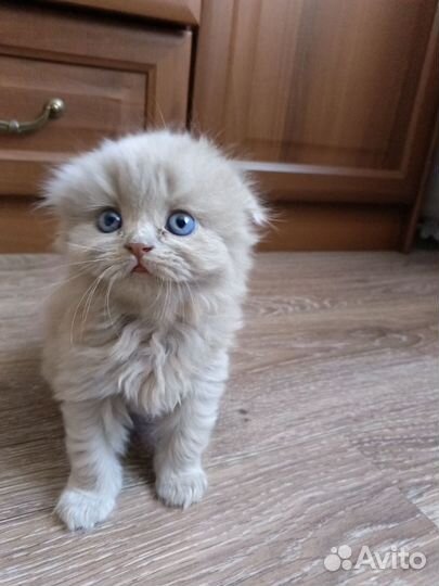 Котята британцы