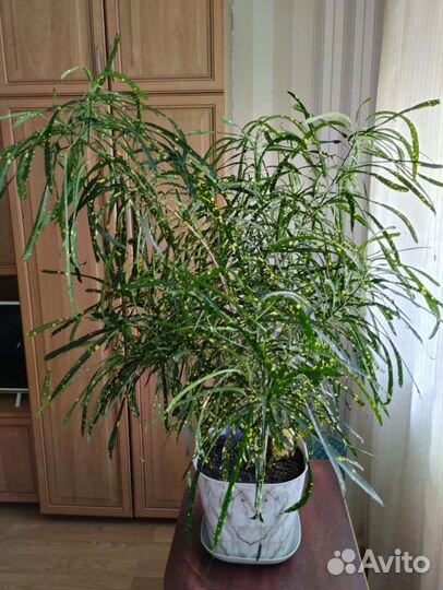 Кротон узколистный