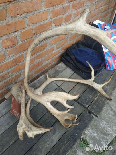 Оленьи рога