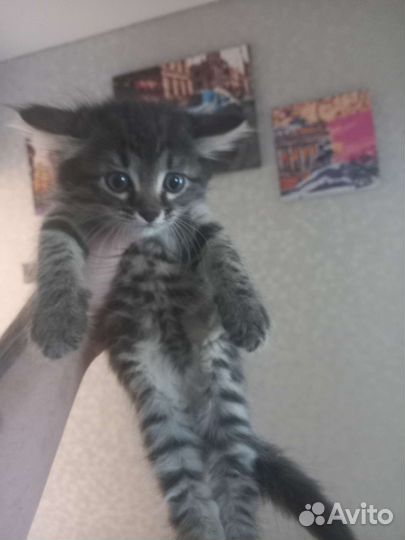 Котенок в добрые руки