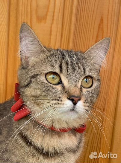 Кошка 3 года стерилизована