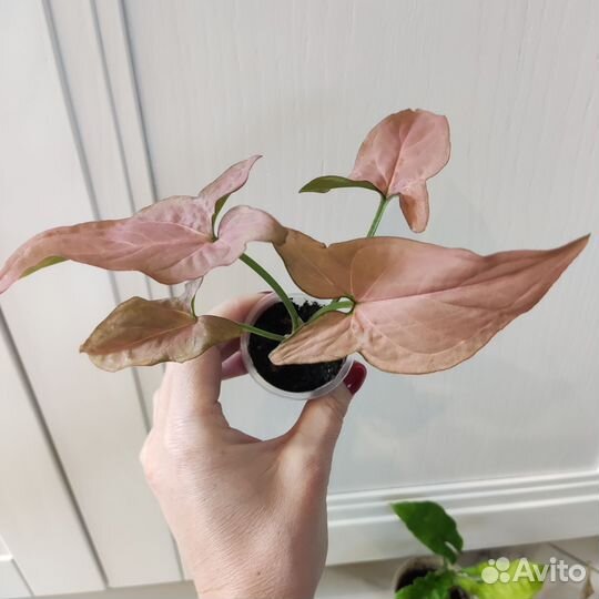 Редкие сингониумы сортовые