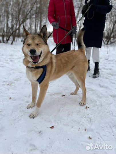 Ванечка ищет человека. Собака в добрые руки