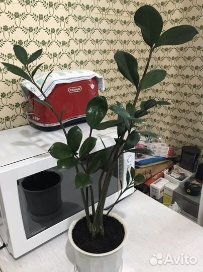 Долларовое дерево, замиокулькас