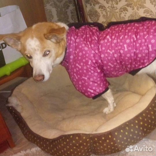 Комбинезон для собачки