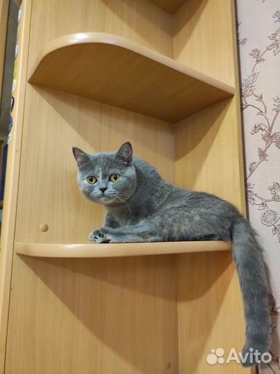 Кошечка Фофа (британка)