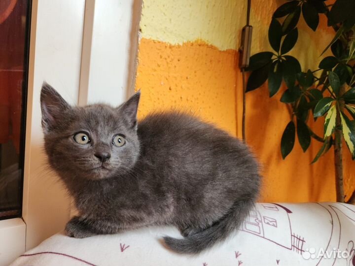 Котенок (мальчик)