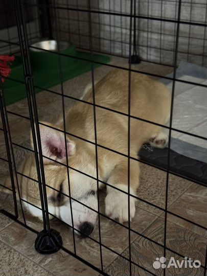 Щенок корги девочка