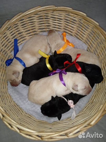 Щенки лабрадора