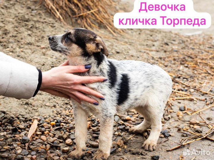 Собака в добрые руки щенок бесплатно кобель