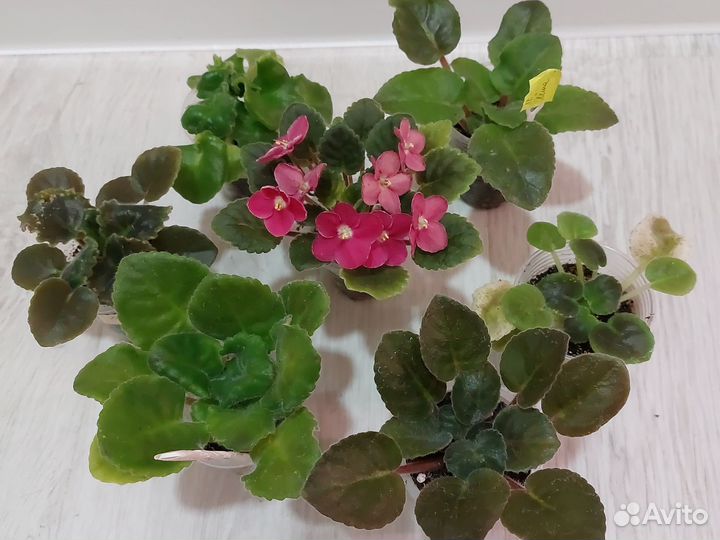 Детки сортовых фиалок