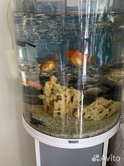 Аквариум tetra