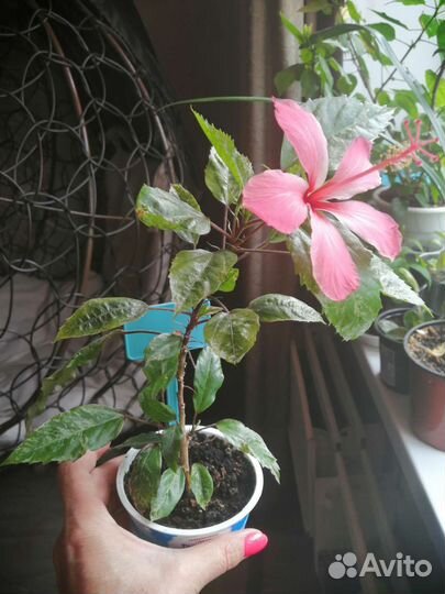 Гибискус розовый