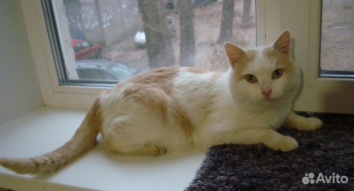 Кот в добрые руки бесплатно