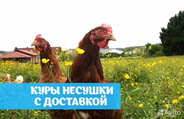 Куры несушки
