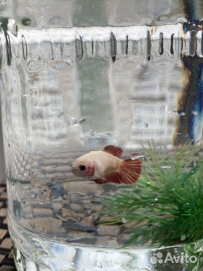 Рыба петушок