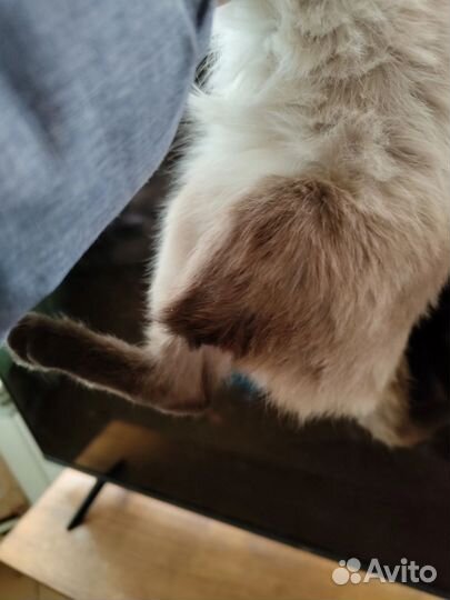 Одам в добрые руки