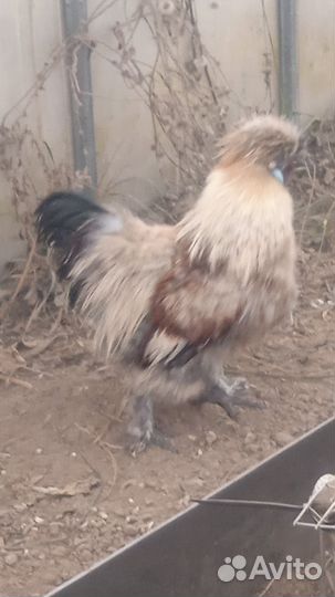 Петух китайский шелковый