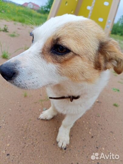 Собака гитлера