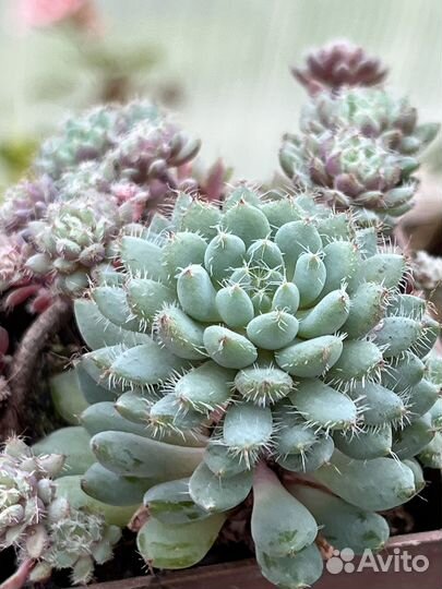 Суккуленты