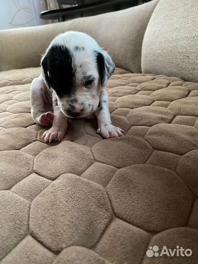 Детки далматины