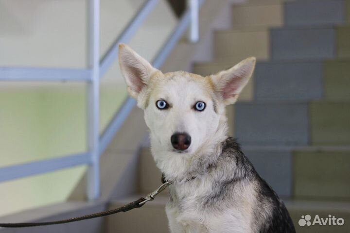 Голубоглазый щенок