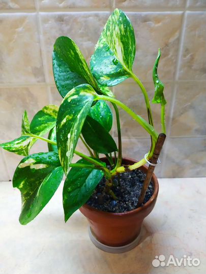 Сциндапсус золотистый лиана